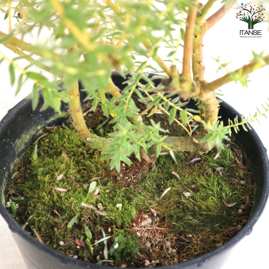 ITANSE フィリカ プベッセンス ハイドラ 花苗 7号鉢 1個売り 花の苗