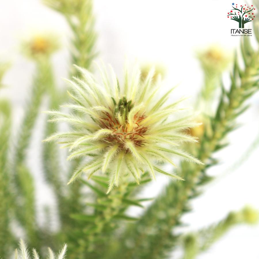 ITANSE フィリカ プベッセンス ハイドラ 花苗 7号鉢 1個売り 花の苗