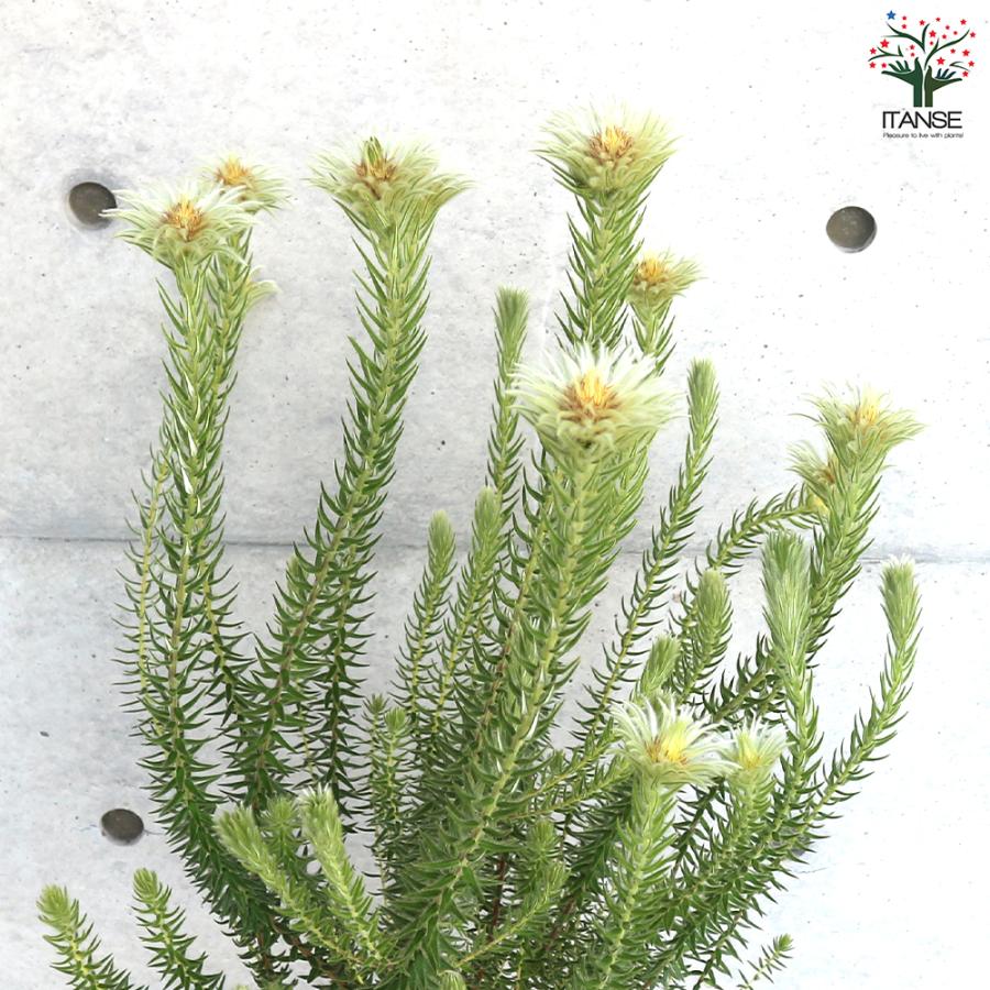 ITANSE フィリカ プベッセンス ハイドラ 花苗 7号鉢 1個売り 花の苗