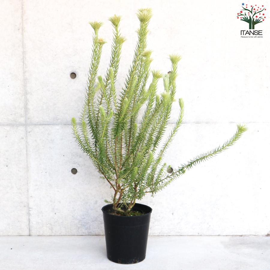 ITANSE フィリカ プベッセンス ハイドラ 花苗 7号鉢 1個売り 花の苗