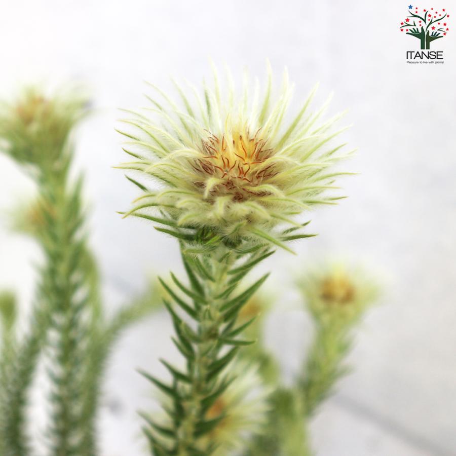 ITANSE フィリカ プベッセンス ハイドラ 花苗 7号鉢 1個売り 花の苗