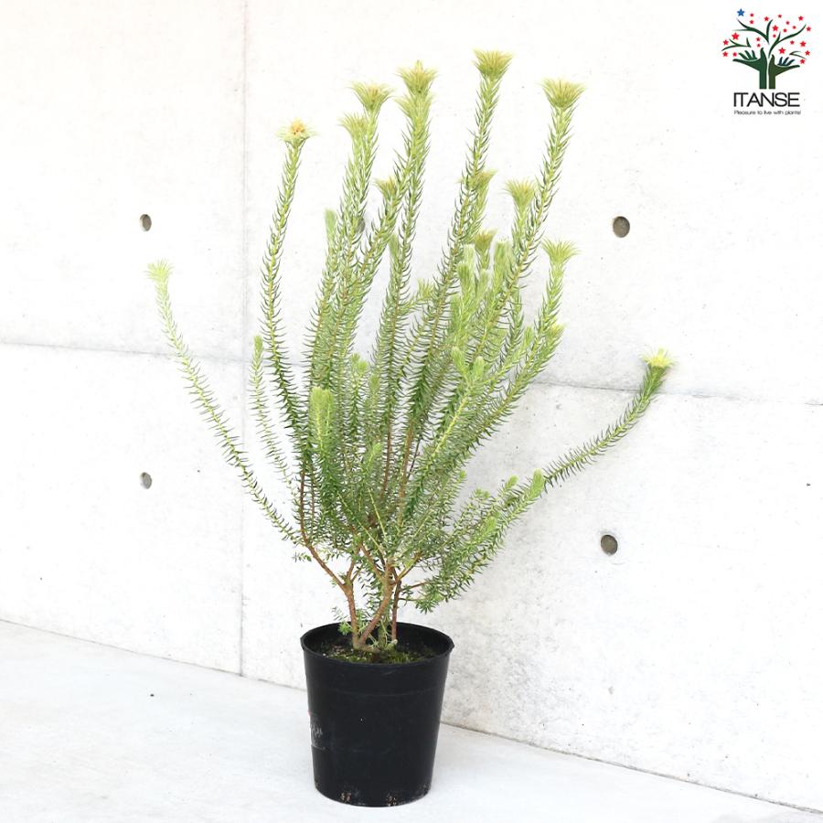 ITANSE フィリカ プベッセンス ハイドラ 花苗 7号鉢 1個売り 花の苗