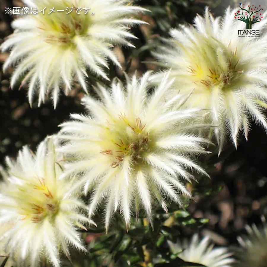 ITANSE フィリカ プベッセンス ハイドラ 花苗 7号鉢 1個売り 花の苗