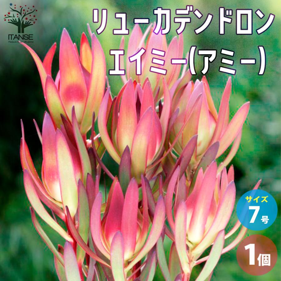 ITANSE リューカデンドロン エイミー(アミー) 花苗 7号鉢 1個売り 花の