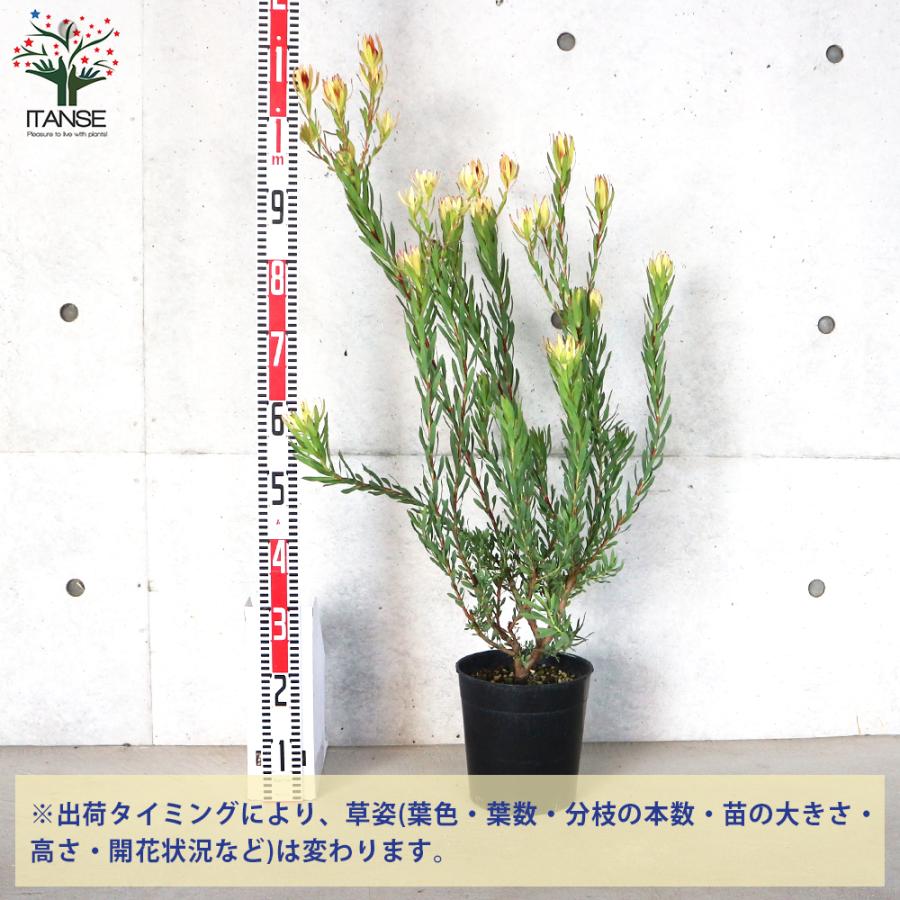 ITANSE リューカデンドロン エイミー(アミー) 花苗 7号鉢 1個売り 花の苗 フラワーガーデン 寄せ植え 送料無料 イタンセ公式 エイミー アミー