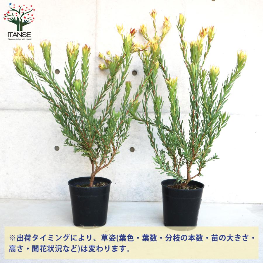 ITANSE リューカデンドロン エイミー(アミー) 花苗 7号鉢 1個売り 花の苗 フラワーガーデン 寄せ植え 送料無料 イタンセ公式 エイミー アミー