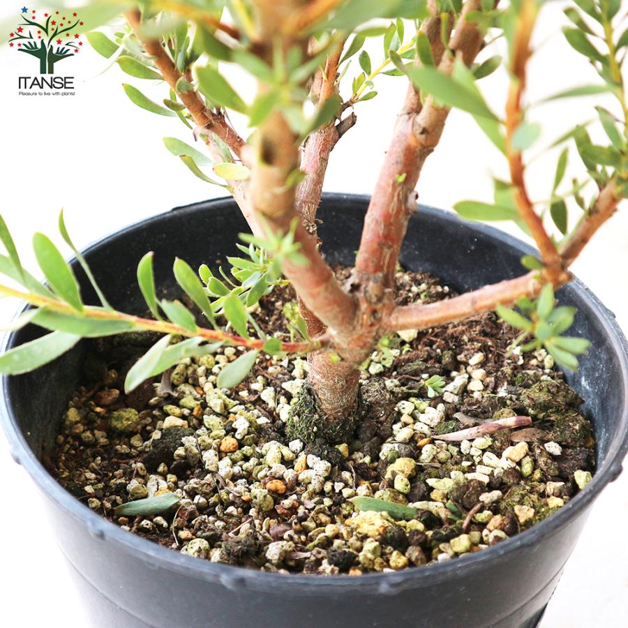 ITANSE リューカデンドロン エイミー(アミー) 花苗 7号鉢 1個売り 花の苗 フラワーガーデン 寄せ植え 送料無料 イタンセ公式 エイミー アミー