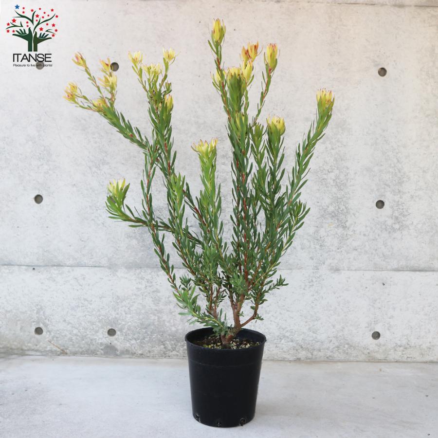 ITANSE リューカデンドロン エイミー(アミー) 花苗 7号鉢 1個売り 花の苗 フラワーガーデン 寄せ植え 送料無料 イタンセ公式 エイミー アミー