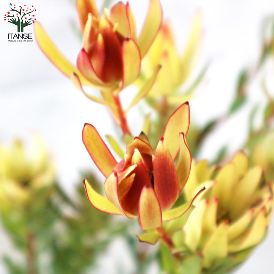 ITANSE リューカデンドロン エイミー(アミー) 花苗 7号鉢 1個売り 花の苗 フラワーガーデン 寄せ植え 送料無料 イタンセ公式 エイミー アミー