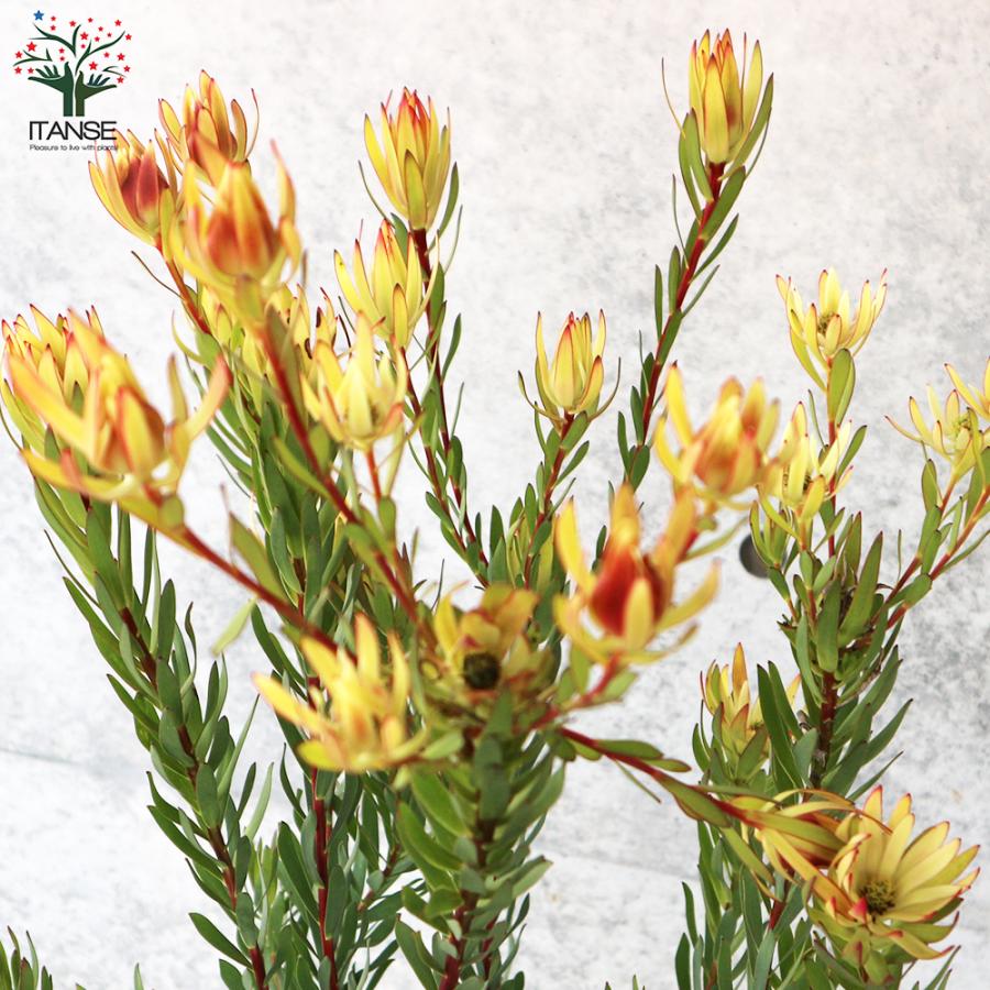 ITANSE リューカデンドロン エイミー(アミー) 花苗 7号鉢 1個売り 花の苗 フラワーガーデン 寄せ植え 送料無料 イタンセ公式 エイミー アミー