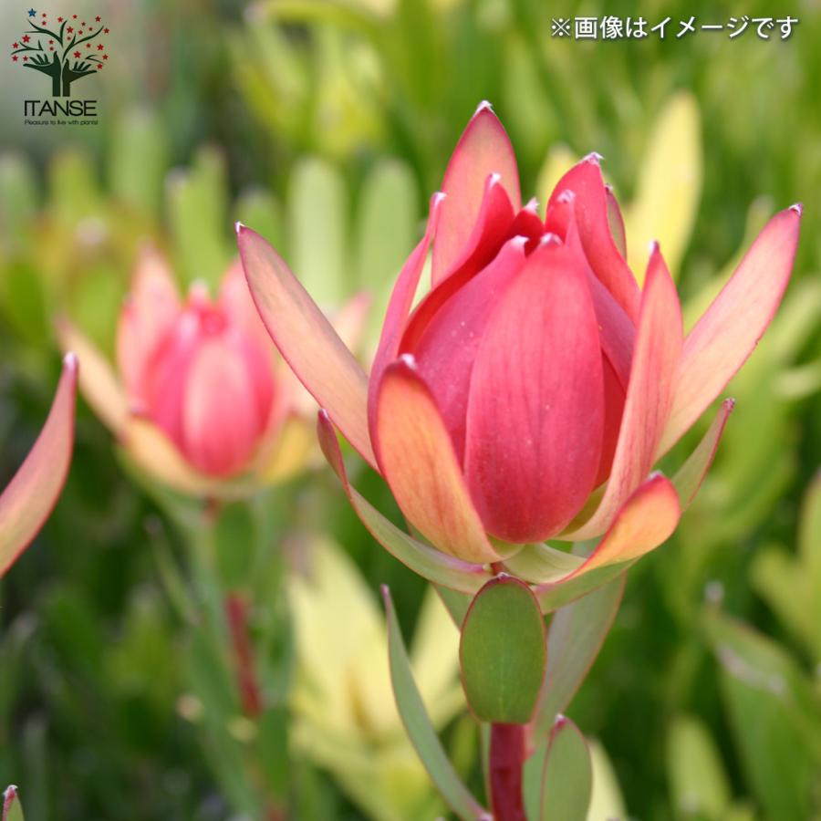 ITANSE リューカデンドロン エイミー(アミー) 花苗 7号鉢 1個売り 花の苗 フラワーガーデン 寄せ植え 送料無料 イタンセ公式 エイミー アミー