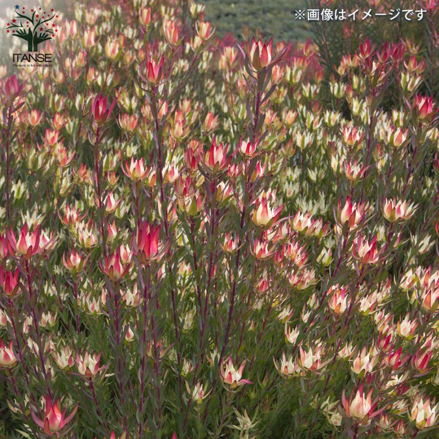 ITANSE リューカデンドロン エイミー(アミー) 花苗 7号鉢 1個売り 花の苗 フラワーガーデン 寄せ植え 送料無料 イタンセ公式 エイミー アミー