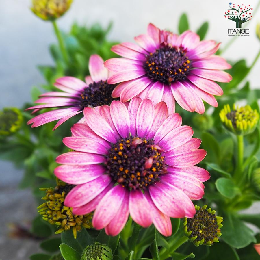 オステオスペルマム 茜ロマン 花苗 3.5号/1個売り Osteospermum
