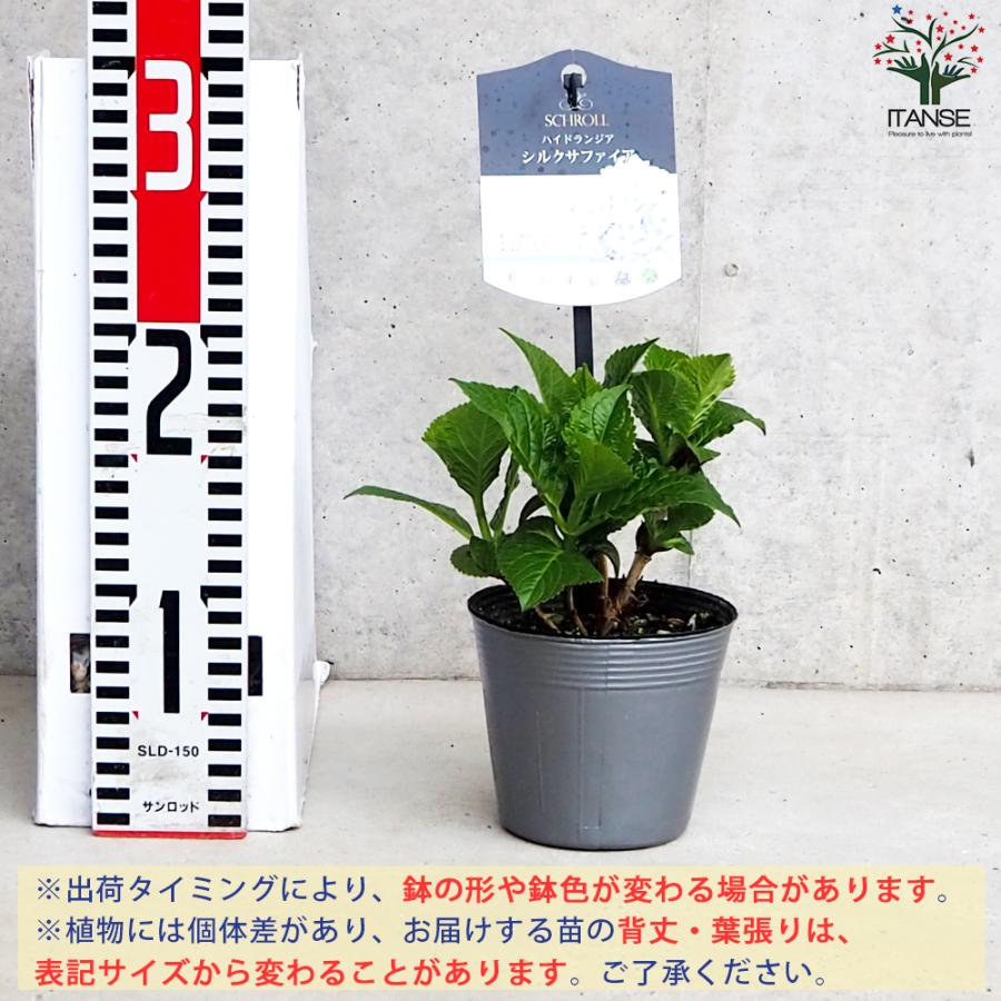 ITANSE アジサイ シルクサファイア 花苗 3.5号ポット 1個売り 花の苗
