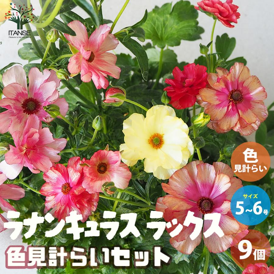 ラナンキュラス　ラックス　9鉢セット ラナンキュラス ラックス色品種見計い 5号/お買い得9個セット 異種間