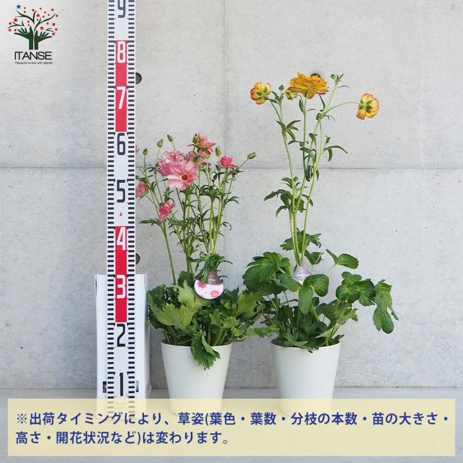 ラナンキュラス ラックス色品種見計い 5号/お買い得9個セット 異種間
