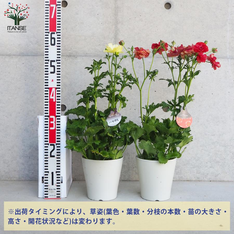 ラナンキュラス ラックス色品種見計い 5号/お買い得9個セット 異種間