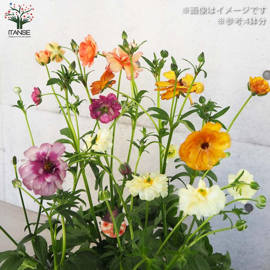 ラナンキュラス ラックス色品種見計い 5号/お買い得9個セット 異種間