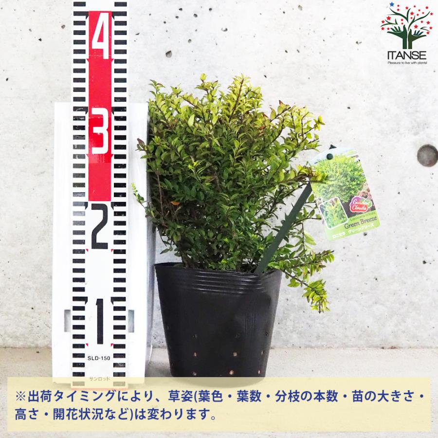 【極美苗】マジーさん苗　札付き　コロラータブランディティ×50コロラータ　希少 楽天市場】コロキア（ジーンティーズジャイアント） 6寸 ポット