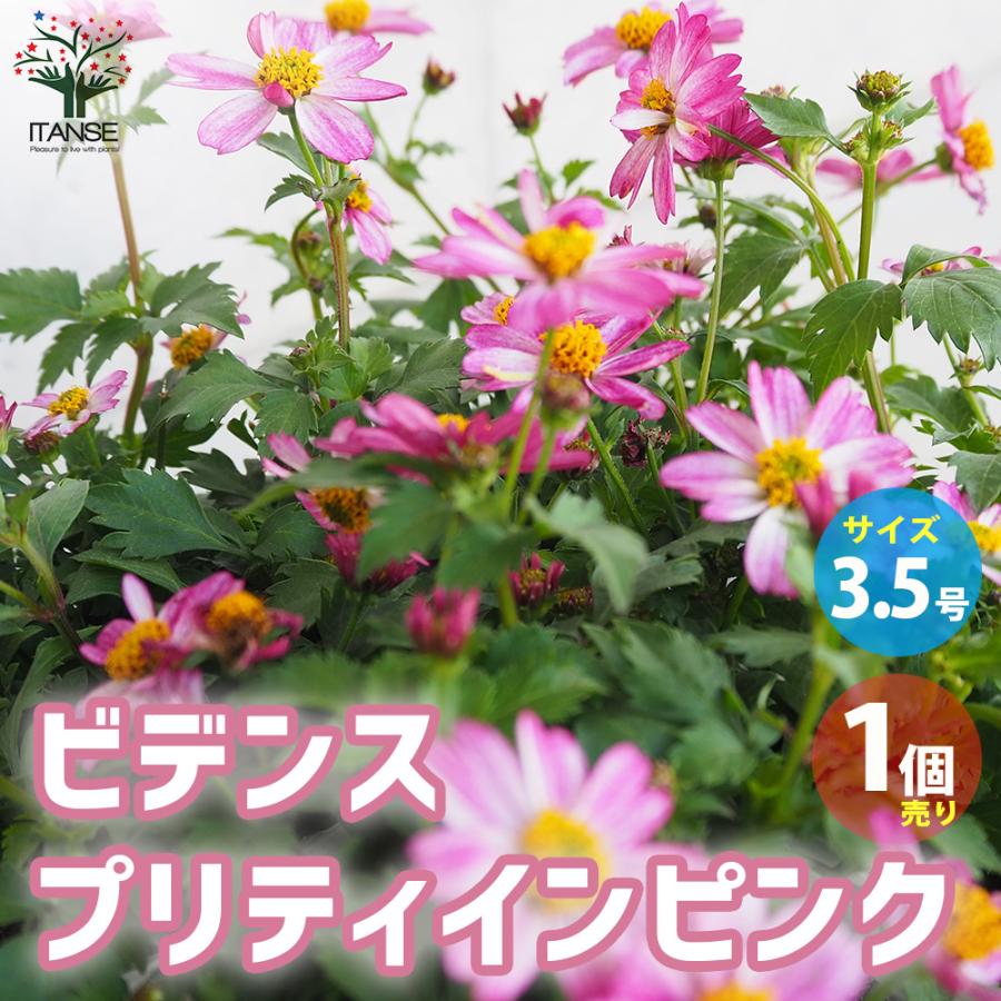 カット苗✨プリティインピンク錦♥️ カット苗✨プリティインピンク錦♥️ 【公式通販】