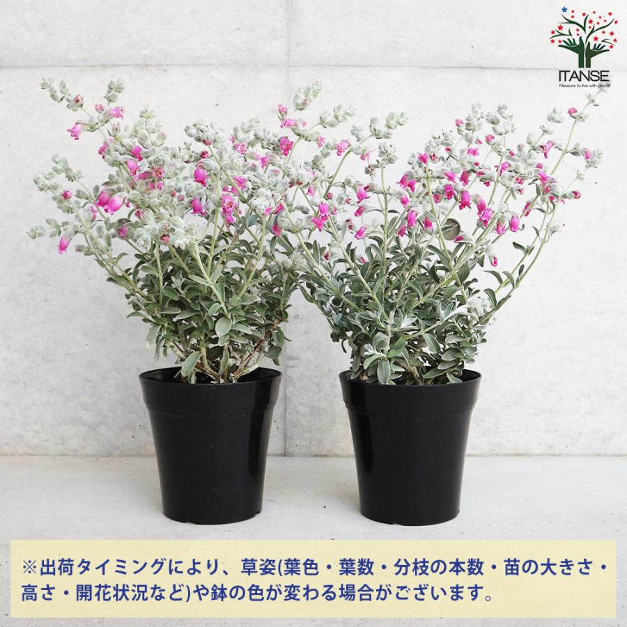 ITANSE ピティロディア フェアリーピンク 花苗 5号鉢 1個売り 花の苗