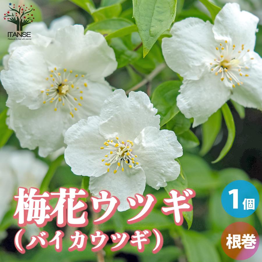 ITANSE 梅花空木(バイカウツギ) 根巻大苗 庭木 1個売り 植木 花木 観賞用 新生活 プレゼント 贈答 送料無料 イタンセ公式 ...