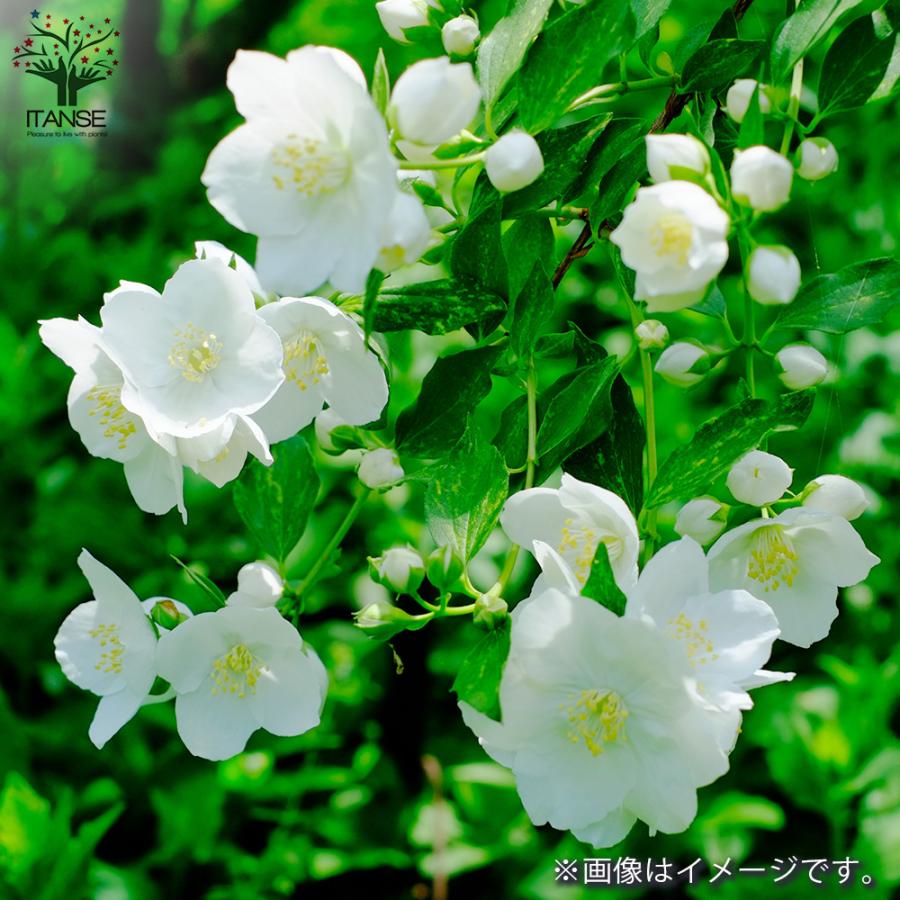 ITANSE 梅花空木(バイカウツギ) 根巻大苗 庭木 1個売り 植木 花木 観賞用 新生活 プレゼント 贈答 送料無料 イタンセ公式 ...