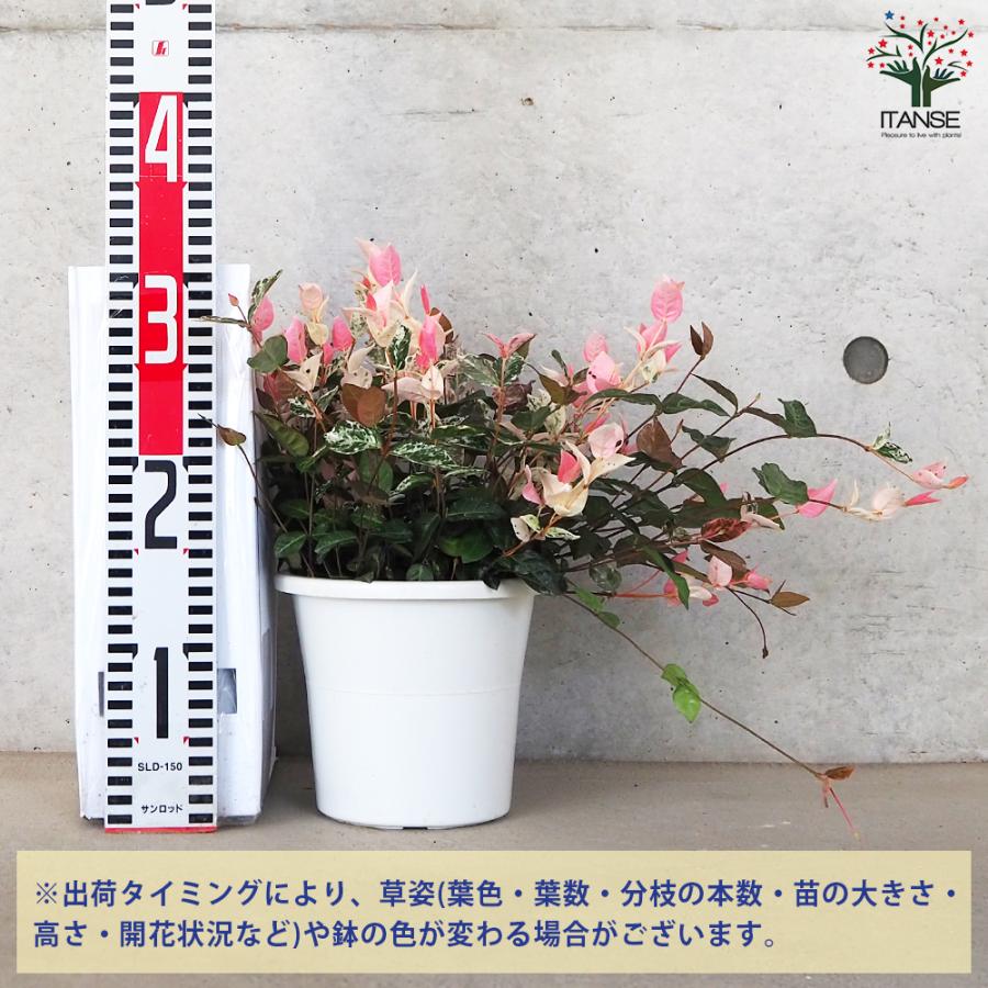 ITANSE 初雪カズラ (ハツユキカズラ) 花苗 5号鉢 お買い得6個仕かける 花の苗 お花園庭 寄せ植え 貨物輸送無料 イタンセ堅苦しさ