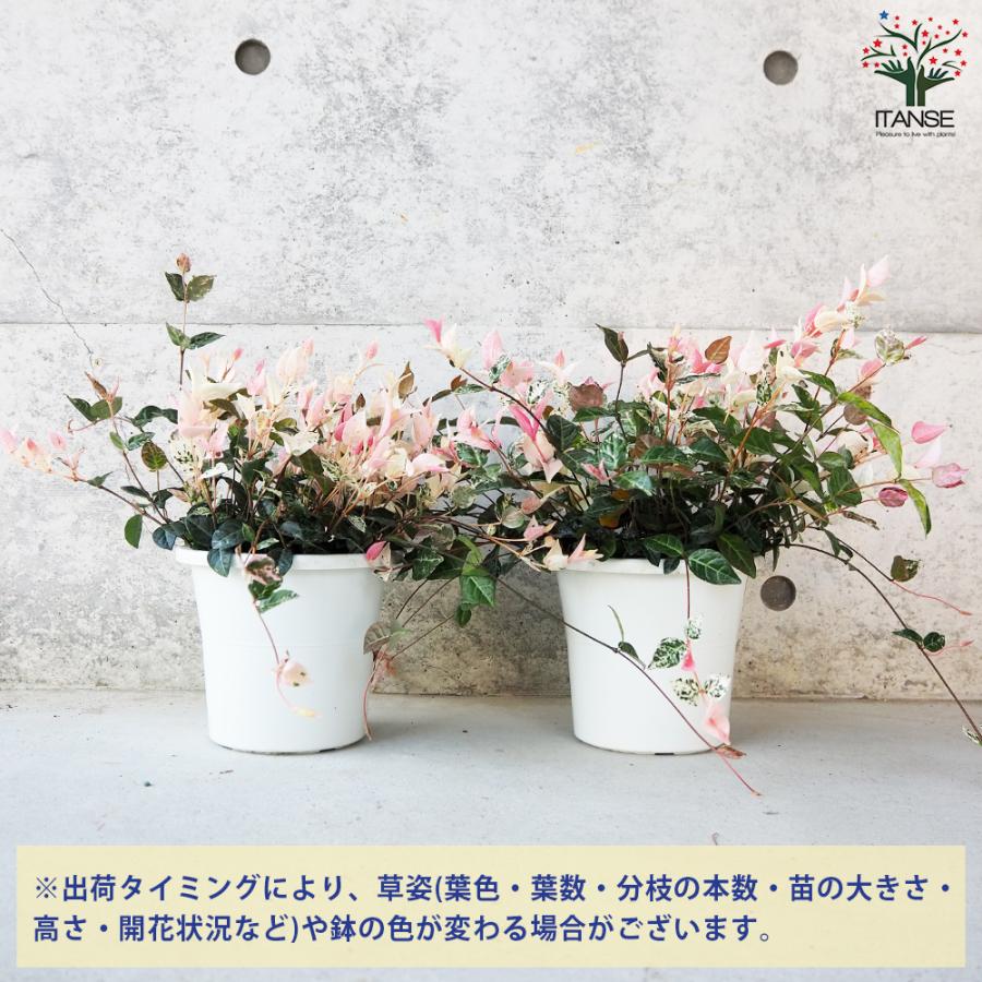 ITANSE 初雪カズラ (ハツユキカズラ) 花苗 5号鉢 お買い得6個仕かける 花の苗 お花園庭 寄せ植え 貨物輸送無料 イタンセ堅苦しさ