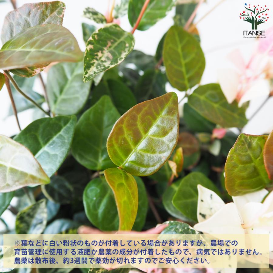 ITANSE 初雪カズラ (ハツユキカズラ) 花苗 5号鉢 お買い得6個仕かける 花の苗 お花園庭 寄せ植え 貨物輸送無料 イタンセ堅苦しさ