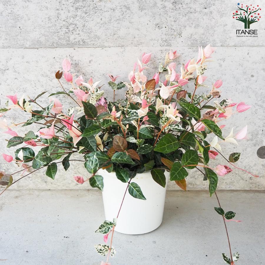 ITANSE 初雪カズラ (ハツユキカズラ) 花苗 5号鉢 お買い得6個仕かける 花の苗 お花園庭 寄せ植え 貨物輸送無料 イタンセ堅苦しさ