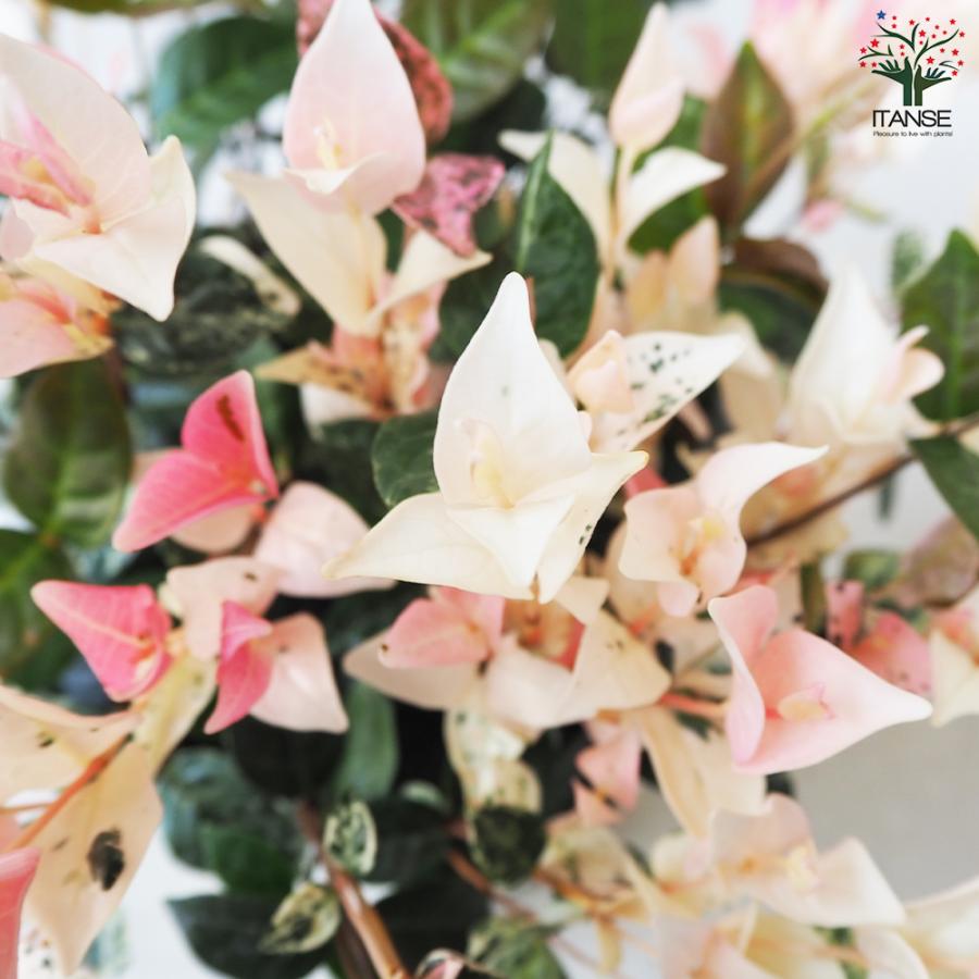 ITANSE 初雪カズラ (ハツユキカズラ) 花苗 5号鉢 お買い得6個仕かける 花の苗 お花園庭 寄せ植え 貨物輸送無料 イタンセ堅苦しさ