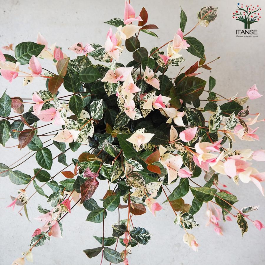 ITANSE 初雪カズラ (ハツユキカズラ) 花苗 5号鉢 お買い得6個仕かける 花の苗 お花園庭 寄せ植え 貨物輸送無料 イタンセ堅苦しさ