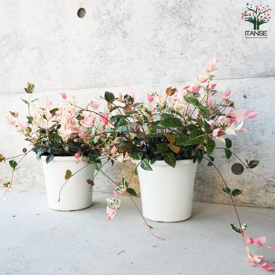 ITANSE 初雪カズラ (ハツユキカズラ) 花苗 5号鉢 お買い得6個仕かける 花の苗 お花園庭 寄せ植え 貨物輸送無料 イタンセ堅苦しさ
