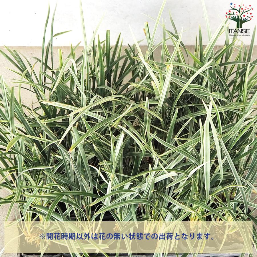 ITANSE ノシラン ビッタータス スノードラゴン 花苗 2.5号ポット お買い得20個セット 花の苗 フラワーガーデン 寄せ植え 送料無料 イタンセ公式 ITANSE ノシラン ビッタータス スノードラゴン 花苗 花の苗 寄せ植え 送料無料 カラーリーフ Giant