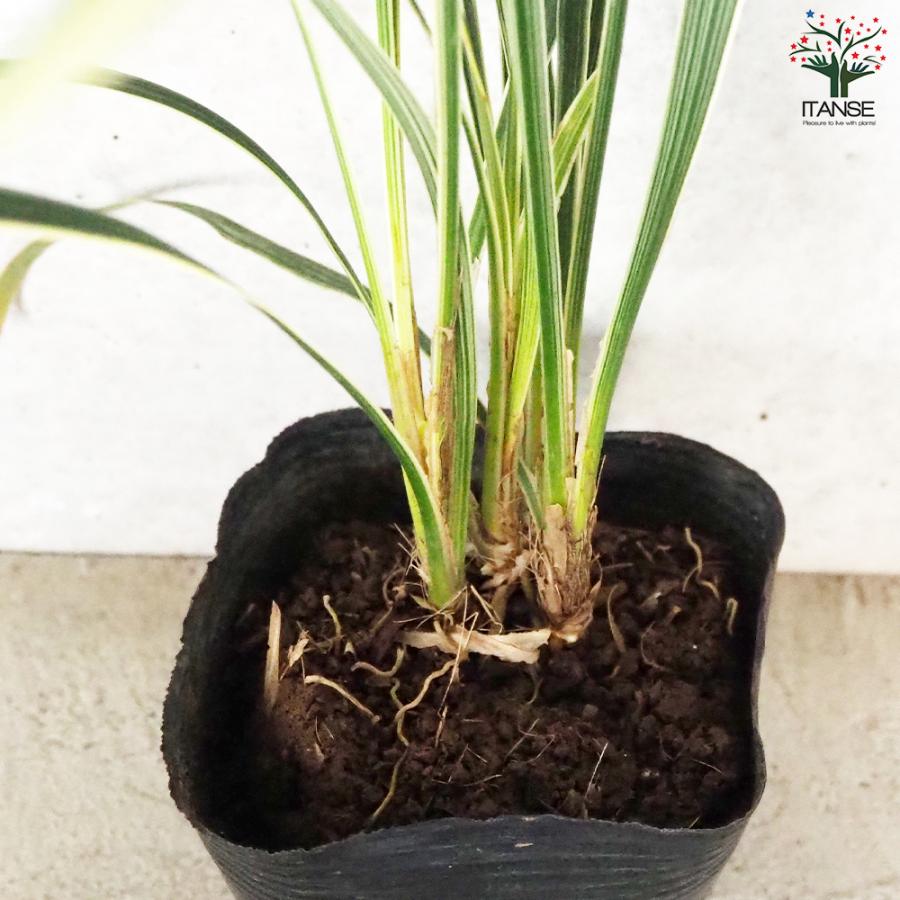 ITANSE ノシラン ビッタータス スノードラゴン 花苗 2.5号ポット お買い得20個セット 花の苗 フラワーガーデン 寄せ植え 送料無料 イタンセ公式 ITANSE ノシラン ビッタータス スノードラゴン 花苗 花の苗 寄せ植え 送料無料 カラーリーフ Giant