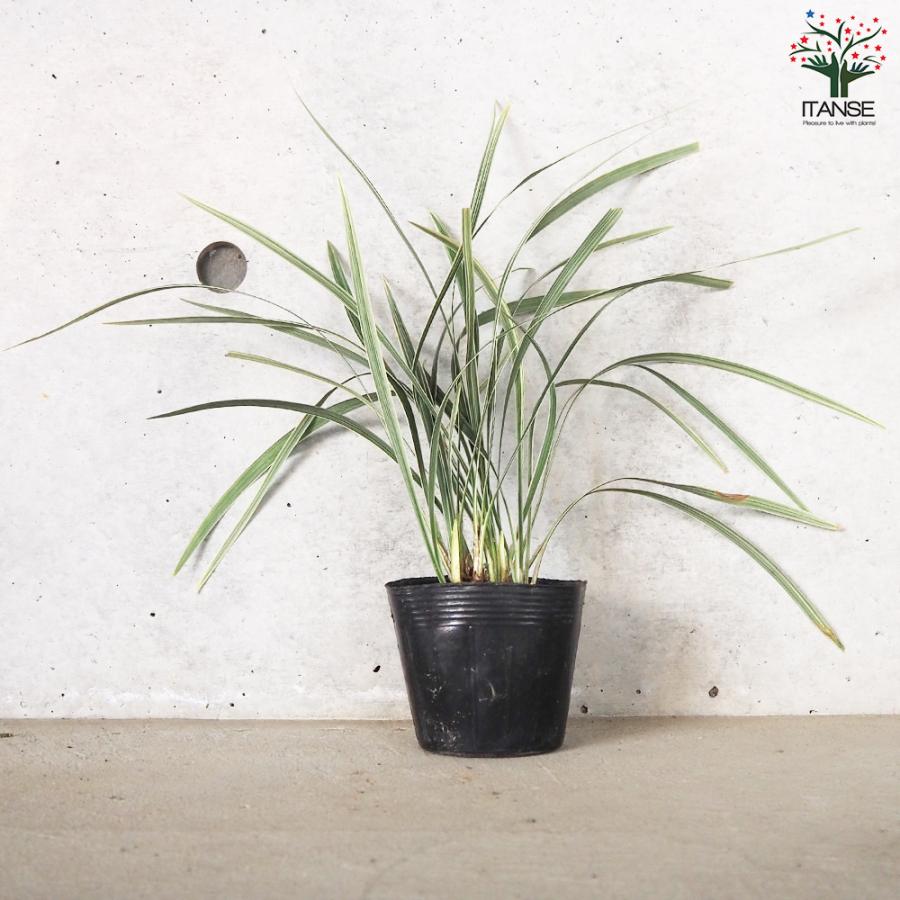 ITANSE ノシラン ビッタータス スノードラゴン 花苗 2.5号ポット お買い得20個セット 花の苗 フラワーガーデン 寄せ植え 送料無料 イタンセ公式 ITANSE ノシラン ビッタータス スノードラゴン 花苗 花の苗 寄せ植え 送料無料 カラーリーフ Giant