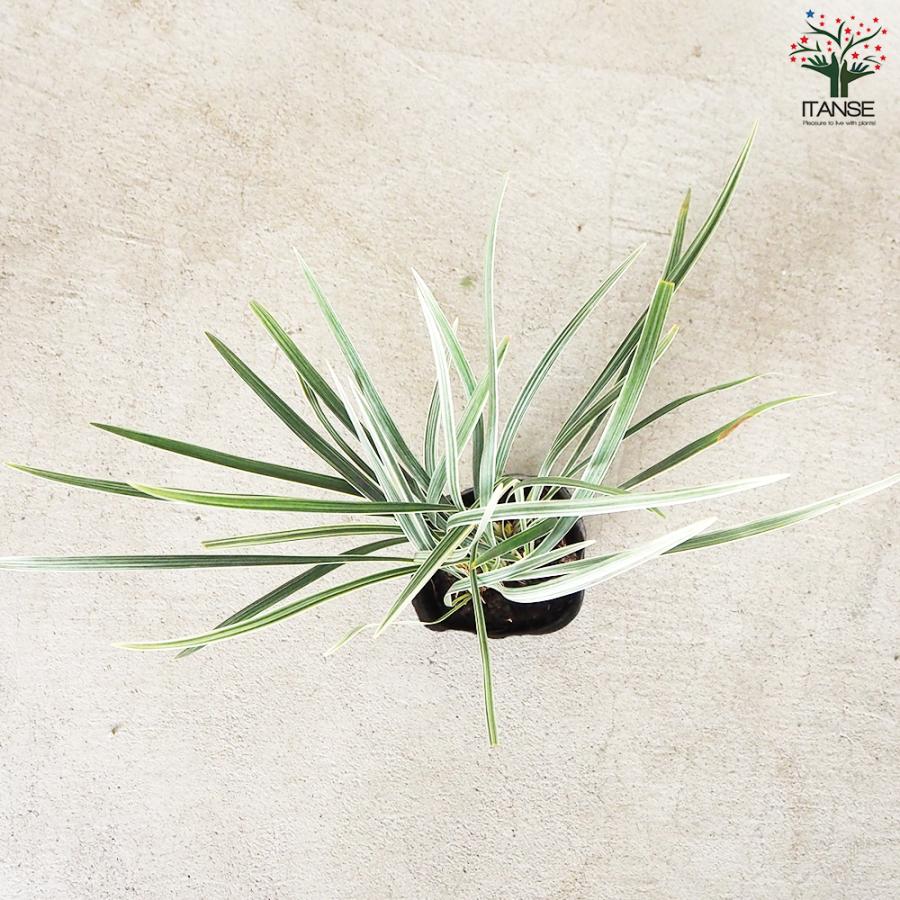 ITANSE ノシラン ビッタータス スノードラゴン 花苗 2.5号ポット お買い得20個セット 花の苗 フラワーガーデン 寄せ植え 送料無料 イタンセ公式 ITANSE ノシラン ビッタータス スノードラゴン 花苗 花の苗 寄せ植え 送料無料 カラーリーフ Giant