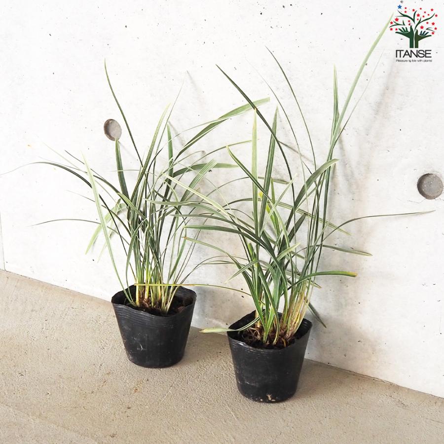 ITANSE ノシラン ビッタータス スノードラゴン 花苗 2.5号ポット お買い得20個セット 花の苗 フラワーガーデン 寄せ植え 送料無料 イタンセ公式 ITANSE ノシラン ビッタータス スノードラゴン 花苗 花の苗 寄せ植え 送料無料 カラーリーフ Giant