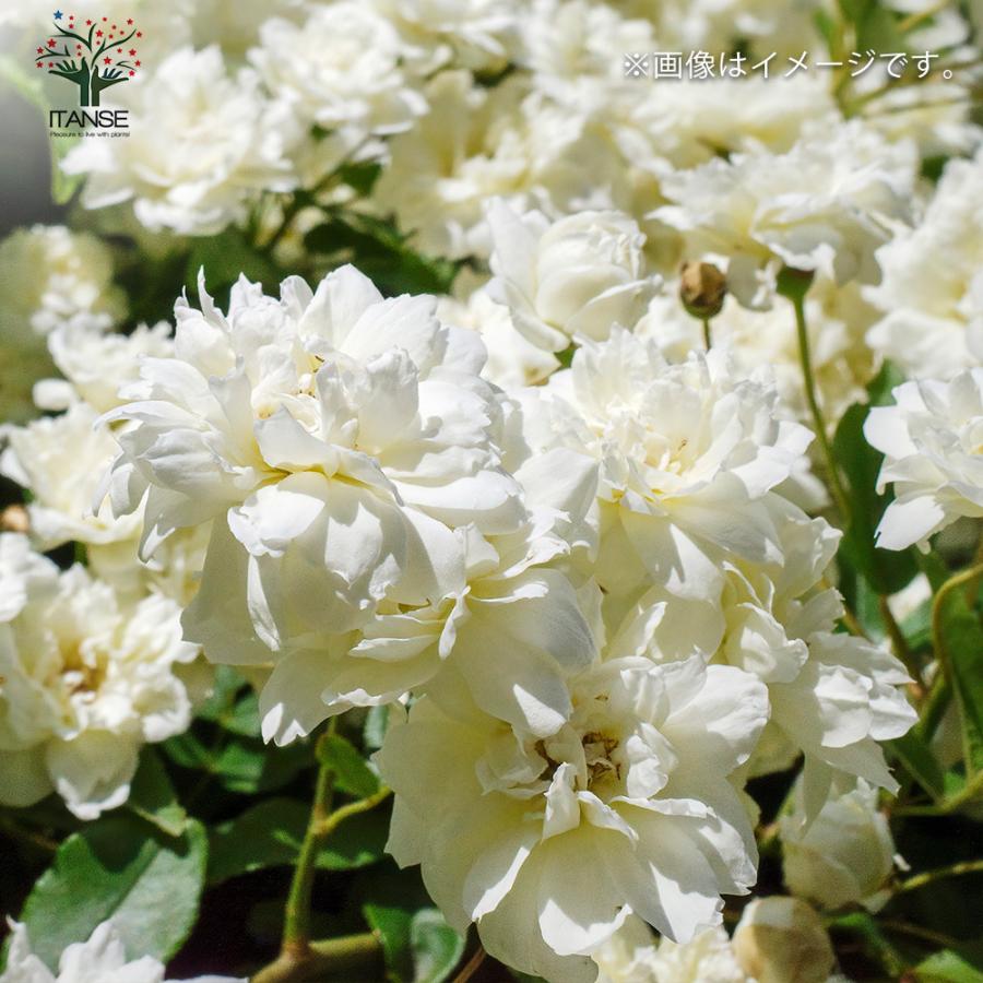 ITANSE モッコウバラ 八重咲き 白花の苗 花苗 6号鉢 1個売り 花