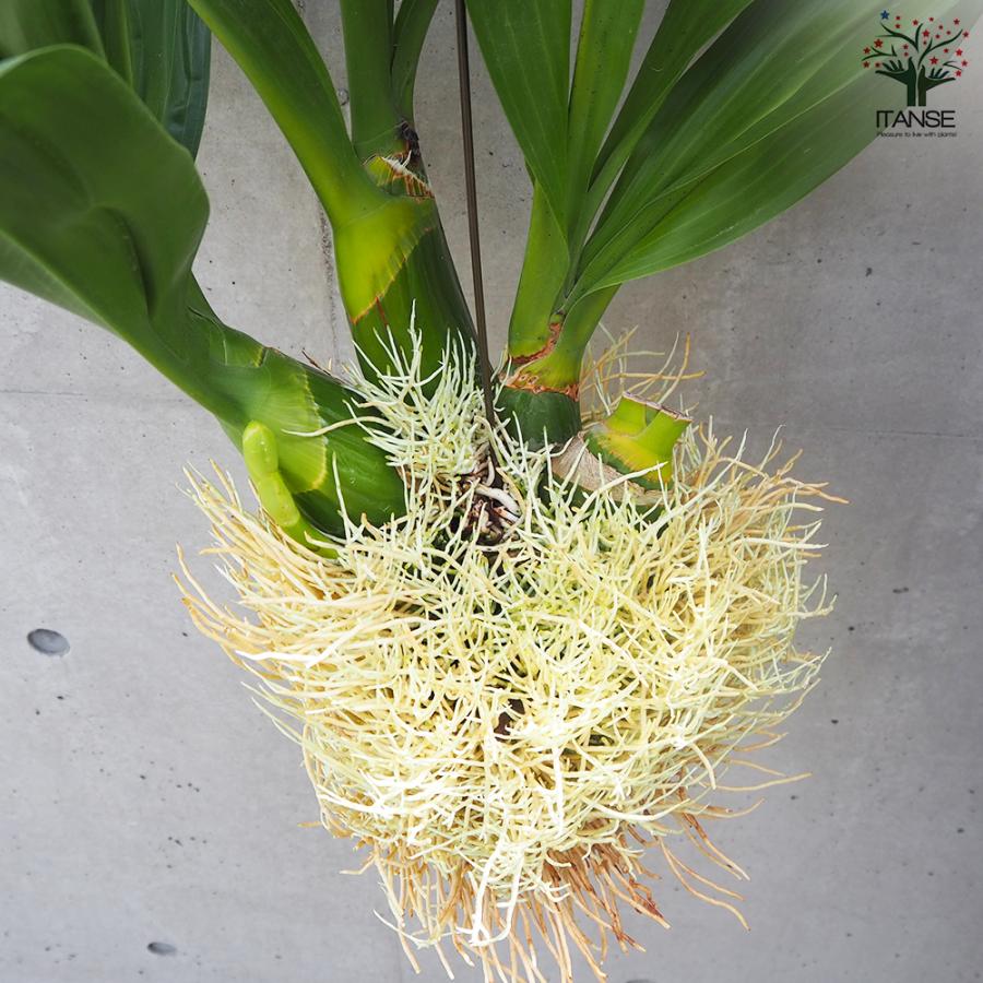 飯田順雅〜グラマトフィラムのバラナシ タラパカ グラン・レゼルバ ホワイト・ラベル シャルドネ (2024