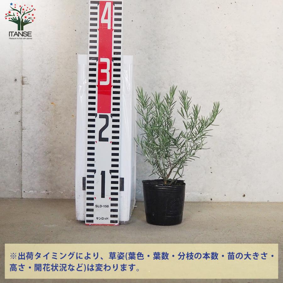 ITANSE ミントブッシュ シルバーリーフ 花苗 3号ポット 1個売り 花の苗