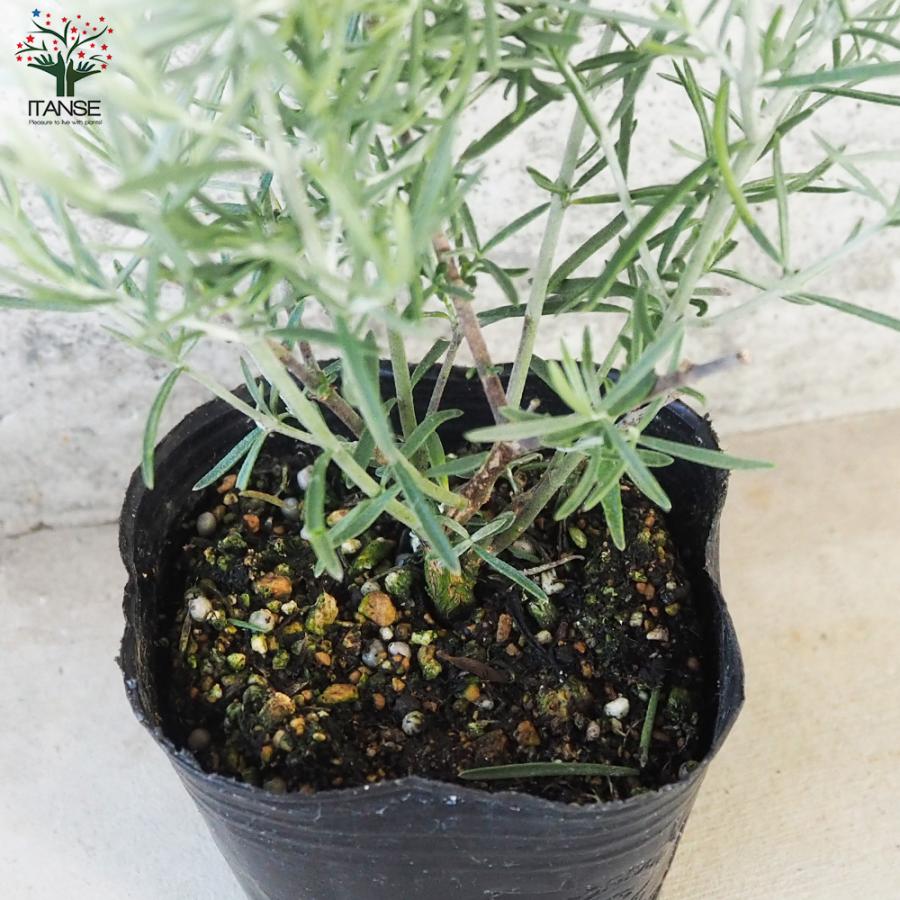 シルバーりーふ ITANSE ミントブッシュ シルバーリーフ 花苗 3号ポット 1個売り 花の苗