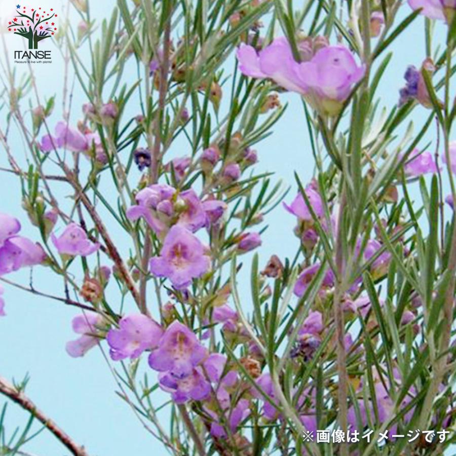 ITANSE ミントブッシュ シルバーリーフ 花苗 3号ポット 1個売り 花の苗