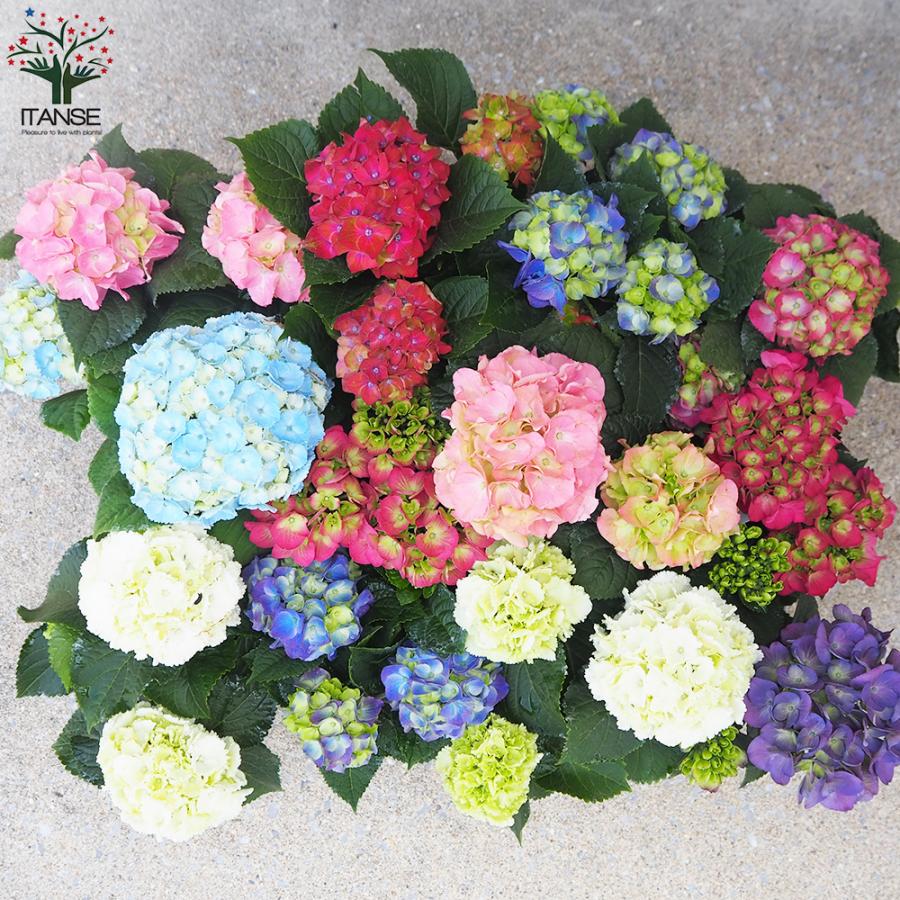 ITANSE キッチンアジサイ 底面給水鉢/花色ミックス見計い 花苗 3.5号