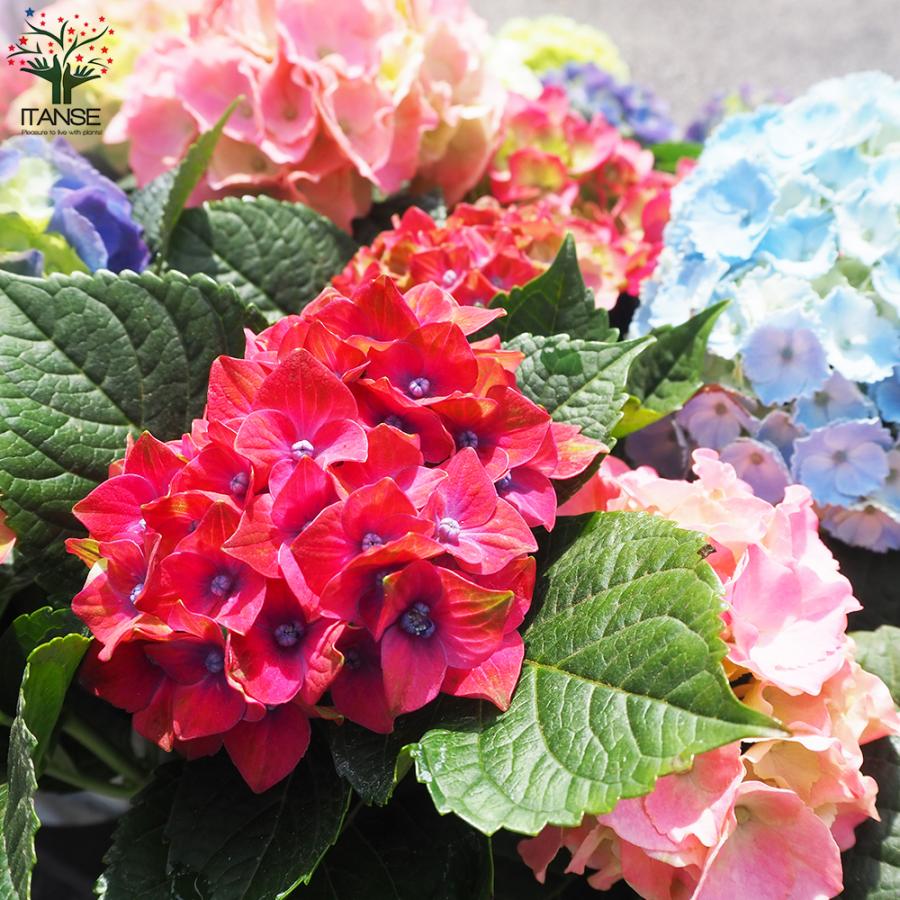 ITANSE キッチンアジサイ 底面給水鉢/花色ミックス見計い 花苗 3.5号