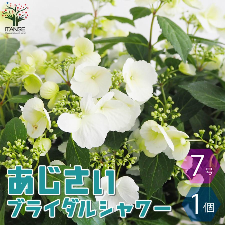 ITANSE アジサイ ラグランジア・ブライダルシャワー 花苗 7号鉢 1個 