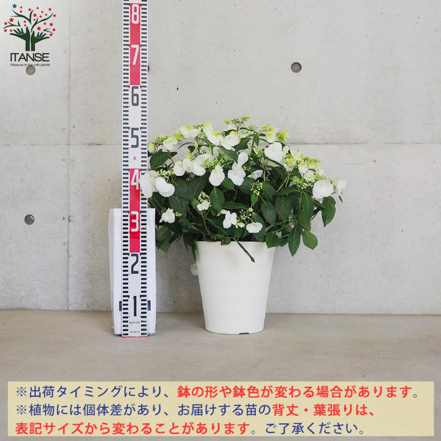 ITANSE アジサイ ラグランジア・ブライダルシャワー 花苗 7号鉢 1個