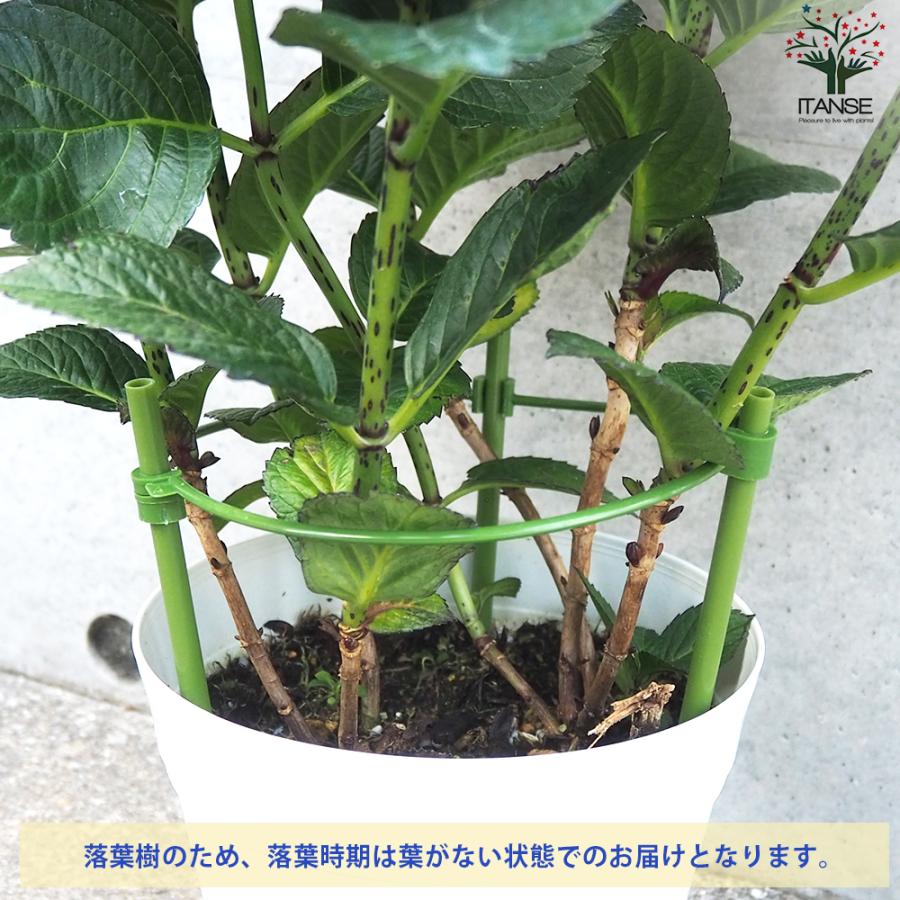 花苗 紫陽花 マジカルチョコレート ITANSE アジサイ マジカル