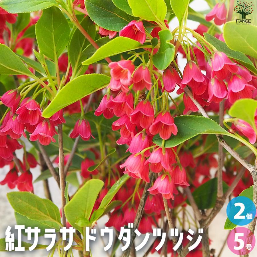 ITANSE 紅サラサ ドウダンツツジ 花苗 5号鉢/お買い得2個セット 花木苗